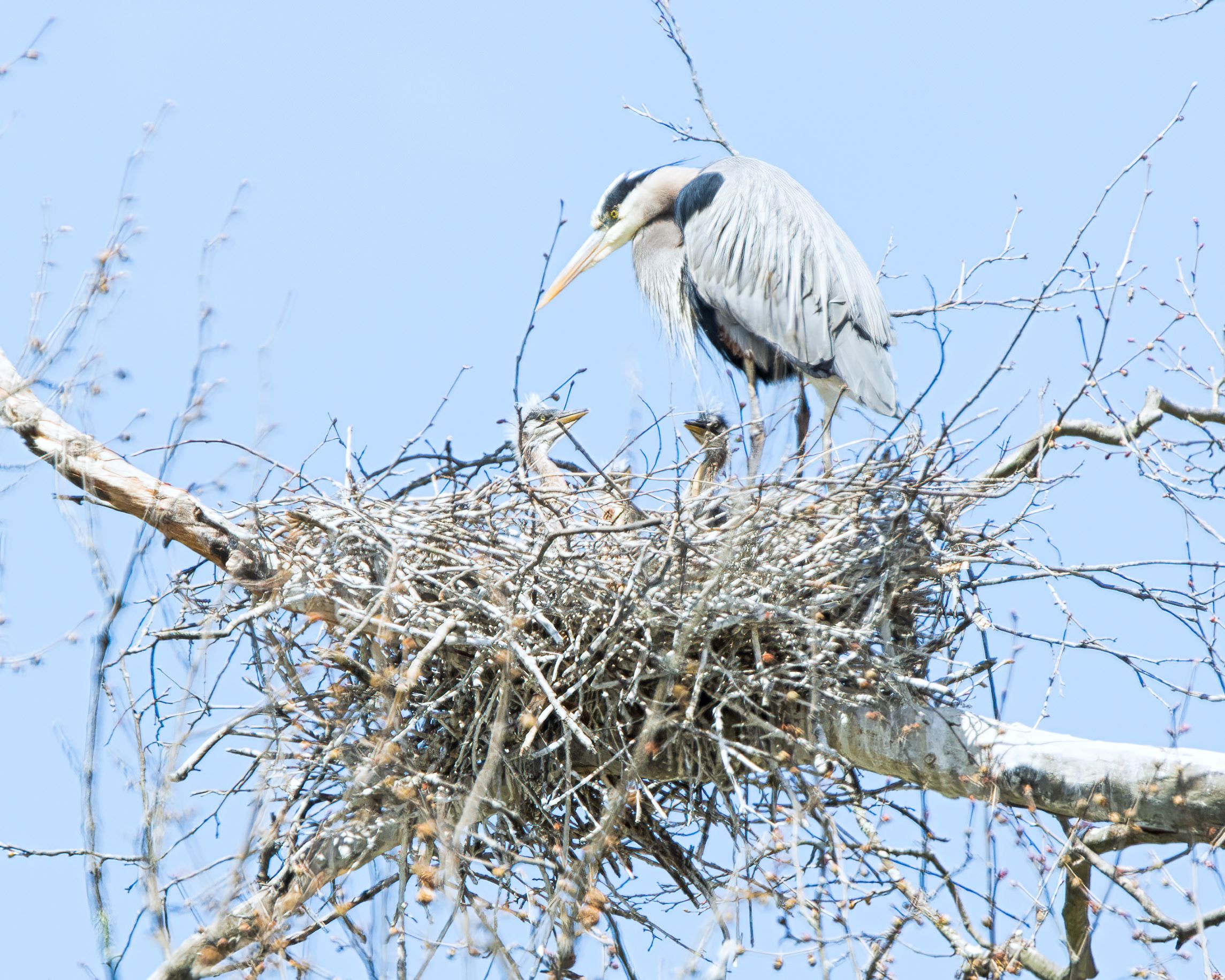 Great Blue Herons in nest